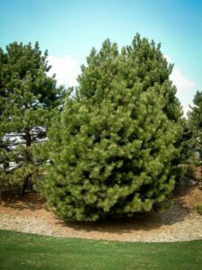 Сосна Чёрная (Pinus Nigra) купить по цене от 270.00р. в интернет-магазине «Посадика» с доставкой почтой в в Истрае и по всей России – [изображение №1].