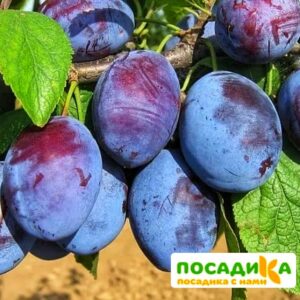 Слива Чачакская ранняя купить по цене от 229.00р. в интернет-магазине «Посадика» с доставкой почтой в в Истрае и по всей России – [изображение №1].