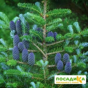 Пихта корейская (Abies koreana) купить по цене от 450.00р. в интернет-магазине «Посадика» с доставкой почтой в в Истрае и по всей России – [изображение №1].