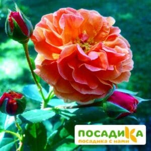 Роза Арабия купить по цене от 350.00р. в интернет-магазине «Посадика» с доставкой почтой в в Истрае и по всей России – [изображение №1].