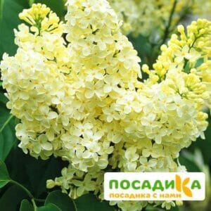 Сирень Примроуз (Primrose) купить по цене от 529.00р. в интернет-магазине «Посадика» с доставкой почтой в в Истрае и по всей России – [изображение №1].