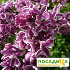 Сирень Сенсация купить по цене от 529.00р. в интернет-магазине «Посадика» с доставкой почтой в в Истрае и по всей России – [изображение №1].