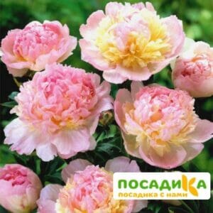 Пион Распберри Сандей (Paeonia Raspberry Sundae) купить по цене от 959р. в интернет-магазине «Посадика» с доставкой почтой в в Истрае и по всей России – [изображение №1].