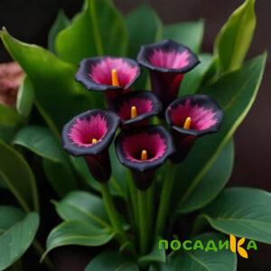 Калла Аура Лейс купить по цене от 400р. в интернет-магазине «Посадика» с доставкой почтой в в Истрае и по всей России – [изображение №1].