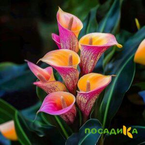 Калла Оникс купить по цене от 450р. в интернет-магазине «Посадика» с доставкой почтой в в Истрае и по всей России – [изображение №1].