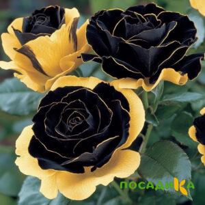 Роза Ханни Сикл купить по цене от 700р. в интернет-магазине «Посадика» с доставкой почтой в в Истрае и по всей России – [изображение №1].