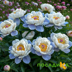 Пион акварельный Этюд купить по цене от 806р. в интернет-магазине «Посадика» с доставкой почтой в в Истрае и по всей России – [изображение №1].