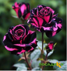 Роза Багровый Шепот купить по цене от 366р. в интернет-магазине «Посадика» с доставкой почтой в в Истрае и по всей России – [изображение №1].