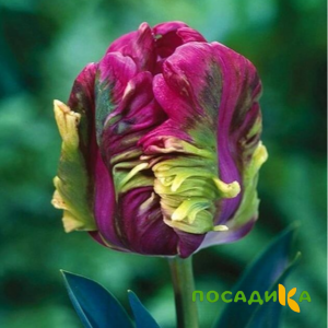 Тюльпан Экзотик Хэвен купить по цене от 186р. в интернет-магазине «Посадика» с доставкой почтой в в Истрае и по всей России – [изображение №1].